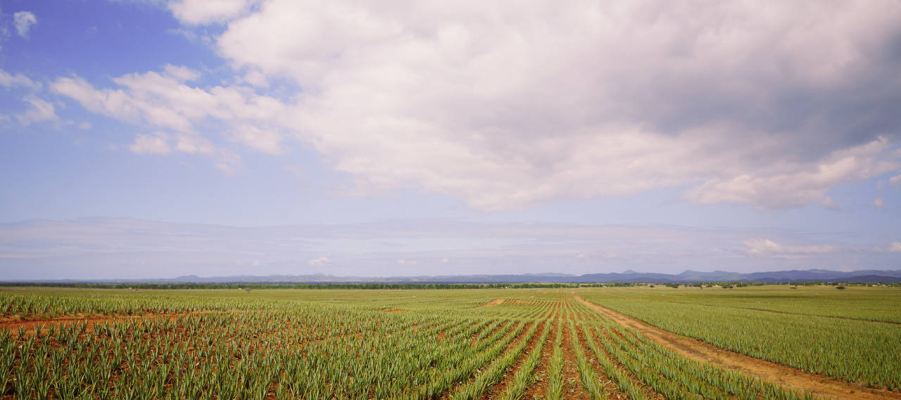 Plant to Product to You